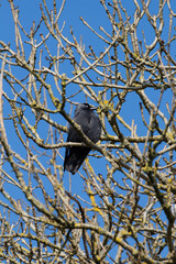 Jackdaw in a tree