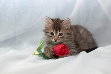 Romantic little fluffy grey kitten with a red rose lying on a light background. The concept of pets. Valentine's Day holiday. a postcard for the eighth of March