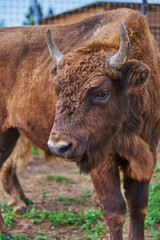 A small shaggy bull with long horns on a summer day.