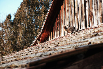 Three cat on old building - 476572127
