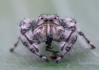 Phidippus Adumbratus on a leaf