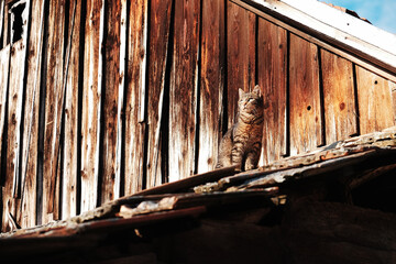Cat on roof - 476572174