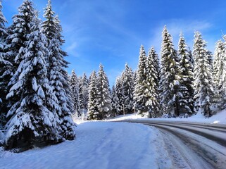 snowy road in a coniferous winter christmas forest on background of a beautiful winter landscape. carpathian mountains. natural park synevyr. ukraine