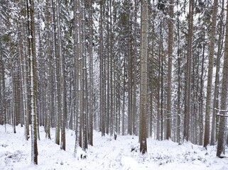 beautiful winter coniferous forest. fir trees covered with snow