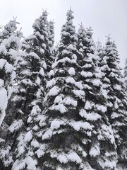 christmas tale. beautiful winter forest. winter on a cold snowy day. synevir national park. ukraine