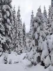 christmas tale. beautiful winter forest. winter on a cold snowy day. synevir national park. ukraine