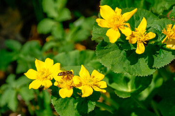 flowers in the garden