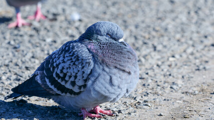 日向ぼっこ中の鳩