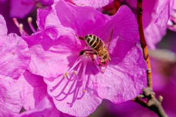 flowers in the garden