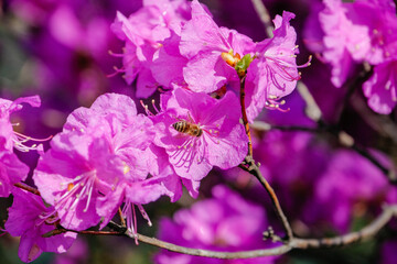 flowers in the garden