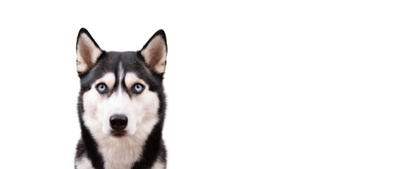 Funny angry husky on a white studio background, concept of dog emotions  © iwavephoto