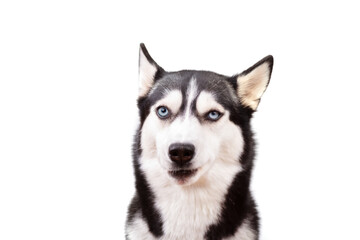 Funny angry husky on a white studio background, concept of dog emotions

