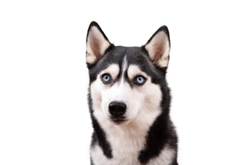 Funny angry husky on a white studio background, concept of dog emotions
