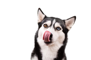 Hungry husky dog looking up waiting for delicious treat food. Licking cute husky dog on white background. Hungry face concept Banner
