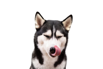 Naklejka na ściany i meble Hungry husky dog looking up waiting for delicious treat food. Licking cute husky dog on white background. Hungry face concept Banner 