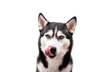 Naklejka na ściany i meble Hungry husky dog looking up waiting for delicious treat food. Licking cute husky dog on white background. Hungry face concept Banner 
