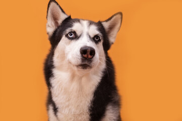 Funny husky dog on a beige studio background, concept of dog emotions
