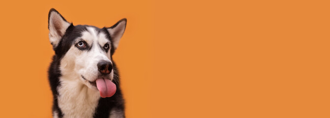Funny  licking husky on a orange studio background, concept of dog emotions
