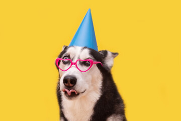 Husky dog celebrating in blue party hat and pink glasses on yellow background. Happy birthday concept