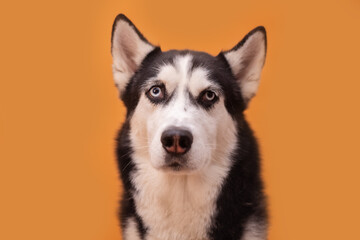 Funny husky dog on a beige studio background, concept of dog emotions
