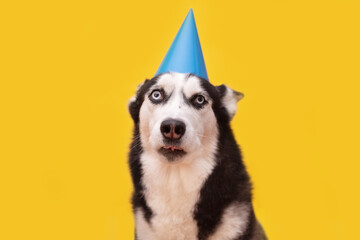 Husky dog celebrating in blue party hat on beige background. Happy birthday concept
