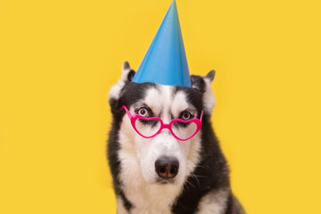 Husky dog celebrating in blue party hat and pink glasses on yellow background. Happy birthday concept