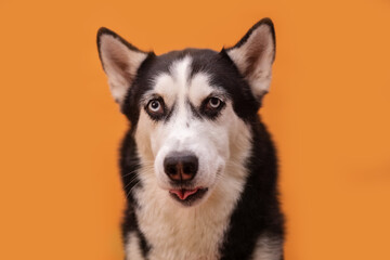 Funny husky dog on a beige studio background, concept of dog emotions
