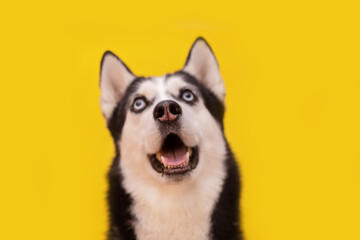Obraz premium Funny husky on a orange studio background, concept of dog emotions 
