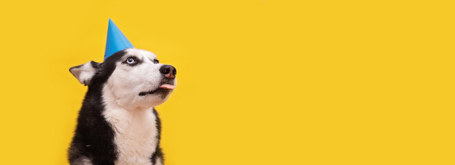 Cute licking husky dog waiting for food, celebrating in blue party hat on yellow background. Happy birthday concept  © iwavephoto