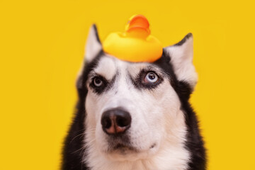 Husky dog with yellow duck on his head, cleanliness concept, dog shampoo advertisement
