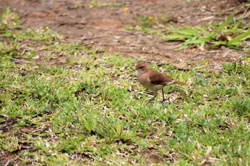 ave joão de barro - furnarius rufus 