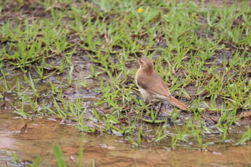ave joão de barro - furnarius rufus 