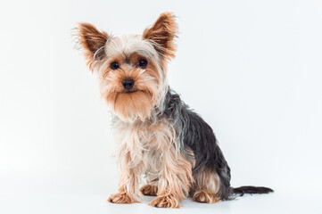 adoption of animals concept. Sitting Small dog Yorkshire Terrier full length portrait isolated on...
