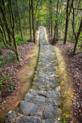 pathway between green trees to destination