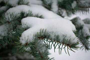 Snow is lying on a branch of a blue spruce