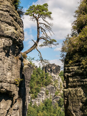 Elbsandsteingebirge - Freier Baum