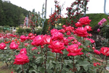 Fototapeta premium 奈良のバラ園