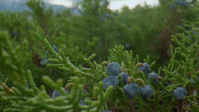 Altai juniper and berries