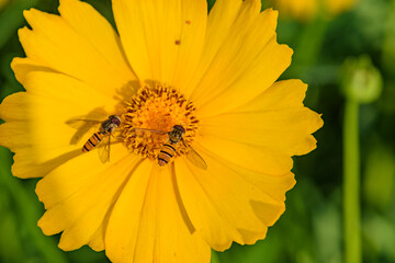 Hoverflies and bees roost on gesang flowers