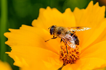 Hoverflies and bees roost on gesang flowers