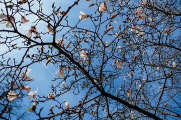 branches against sky