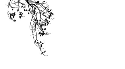 Filigrane Blüten in Schwarz vor weißen Hintergrund mit Textfreiraum	