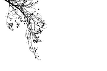 Filigrane Blüten in Schwarz vor weißen Hintergrund mit Textfreiraum