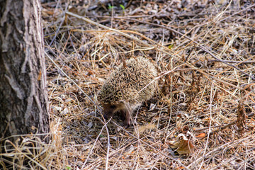 Hedgehogs living at home in the weeds of a field