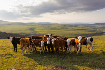 group of calfs grazing