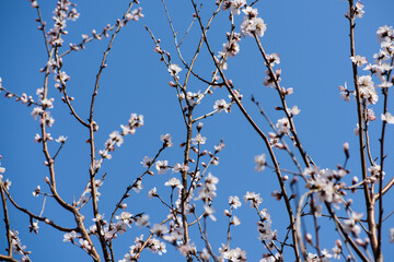Peach blossoms in full bloom against a background of blue sky and woods in spring