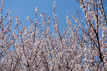 Peach blossoms in full bloom against a background of blue sky and woods in spring