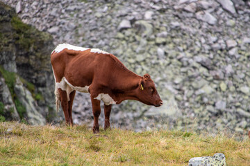 A cow lonely in the Alpine mountains near Kaprun