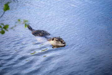 nutria outdoor swimming rodent river