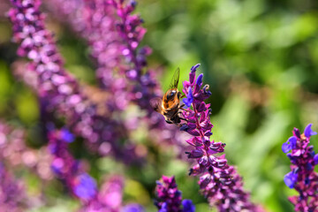 Aphid flies and bees forage for honey on flowers